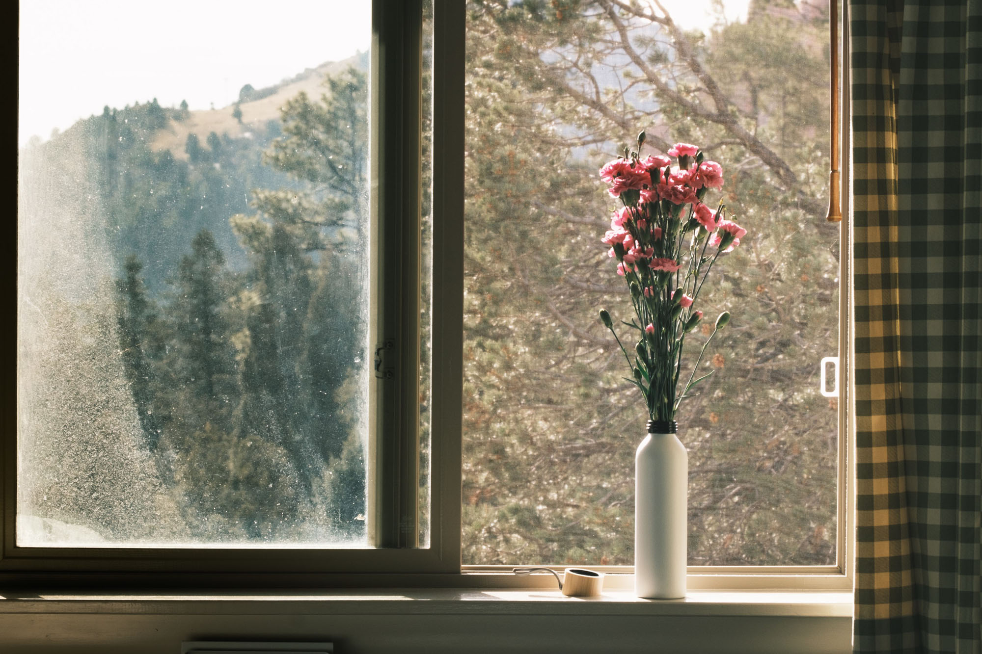 Flowers by Window