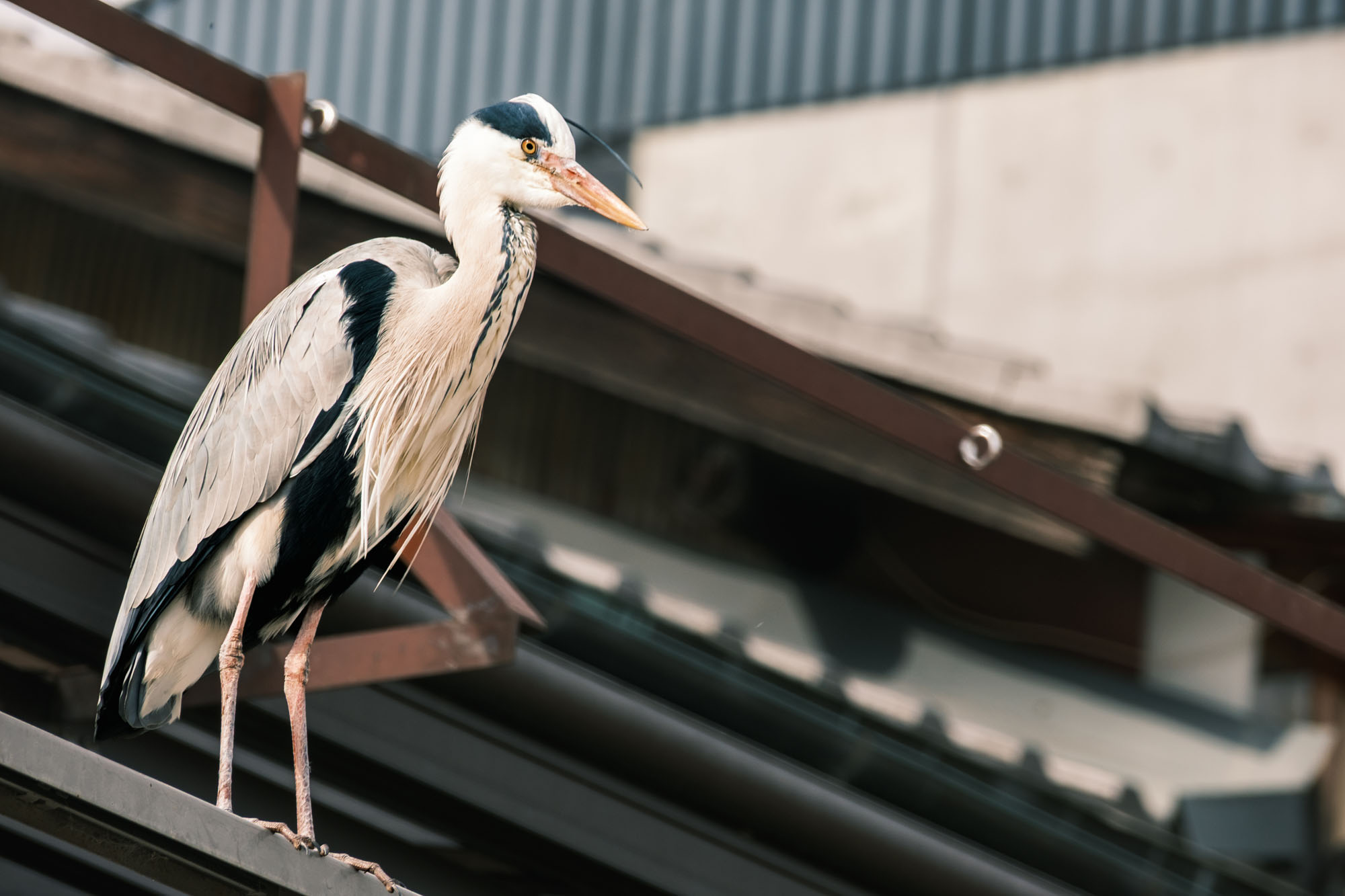 Heron on Shrine Roof