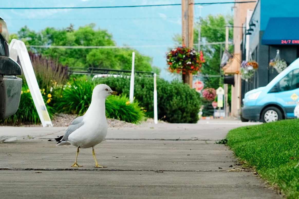 Going-to-the-Sun Road | Montana
