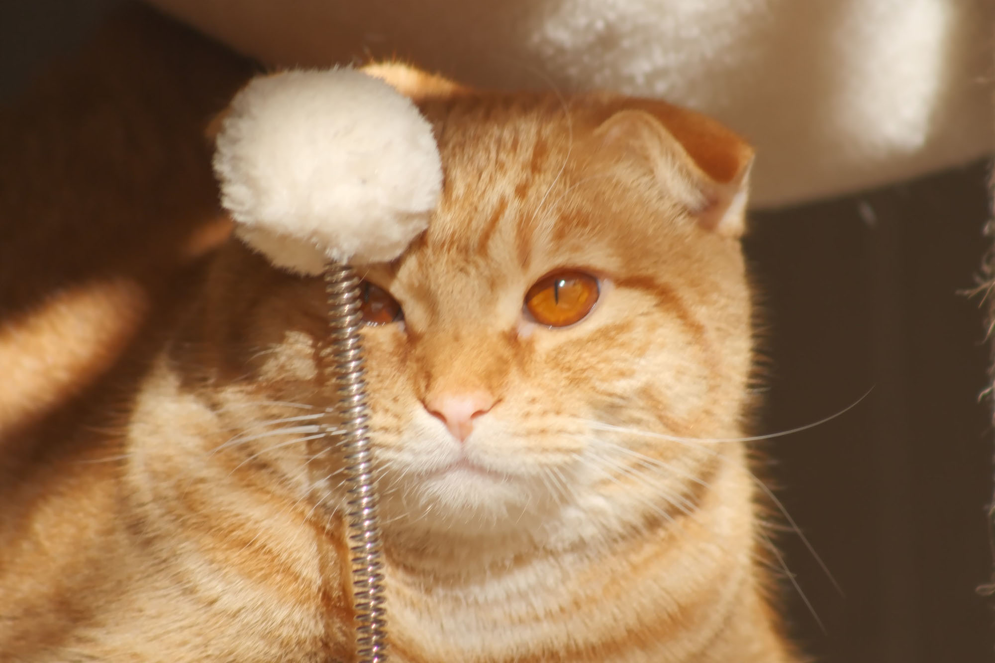 Kit Canon EF Lens on the Fuji X-T4