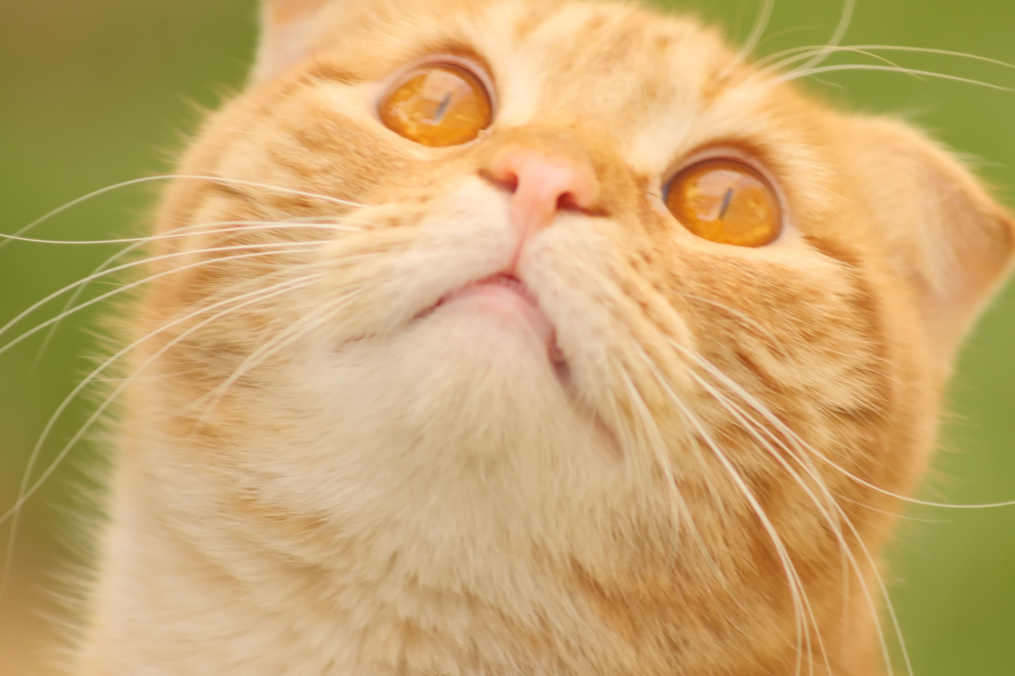 Kit Canon EF Lens on the Fuji X-T4