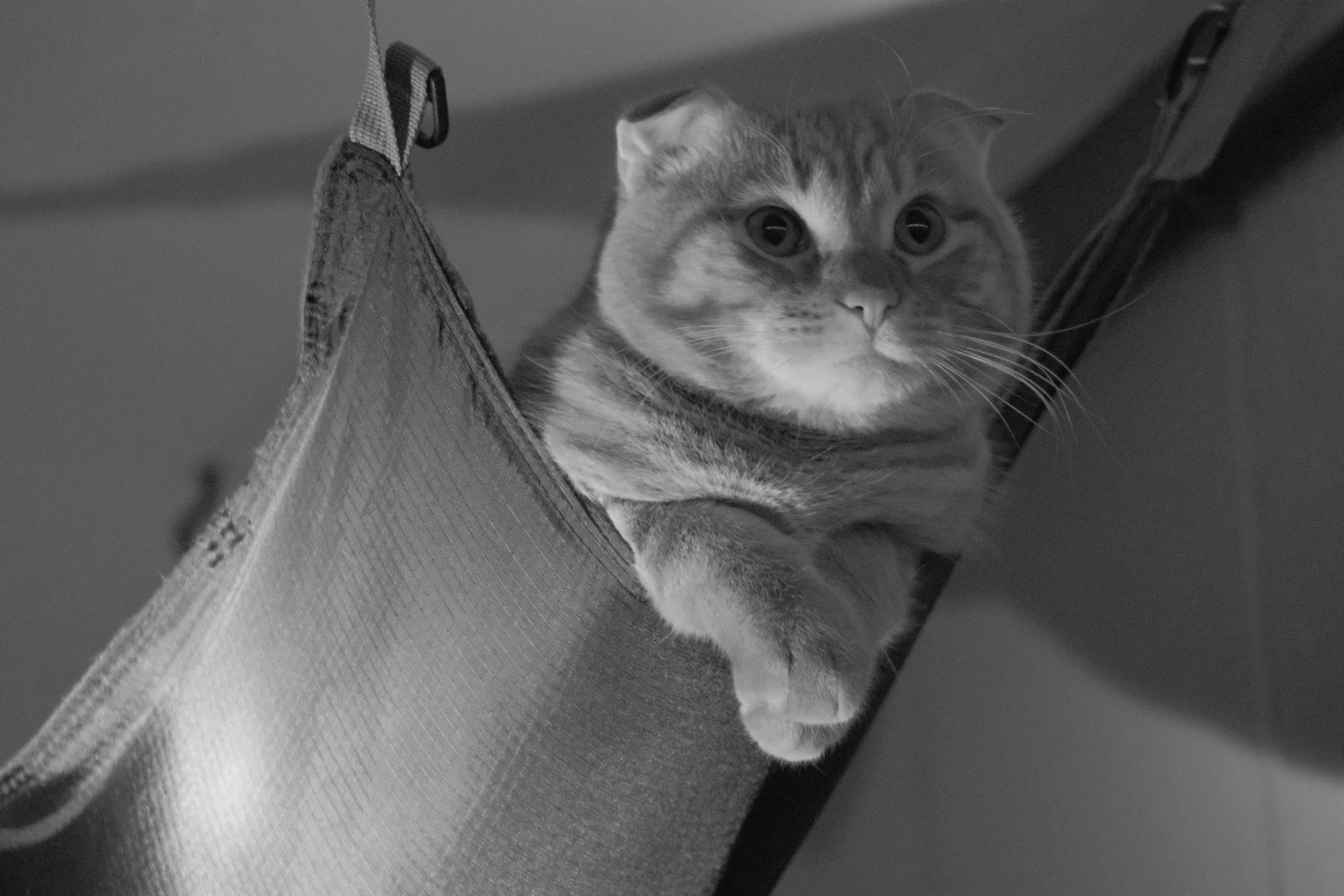 Kit Canon EF Lens on the Fuji X-T4