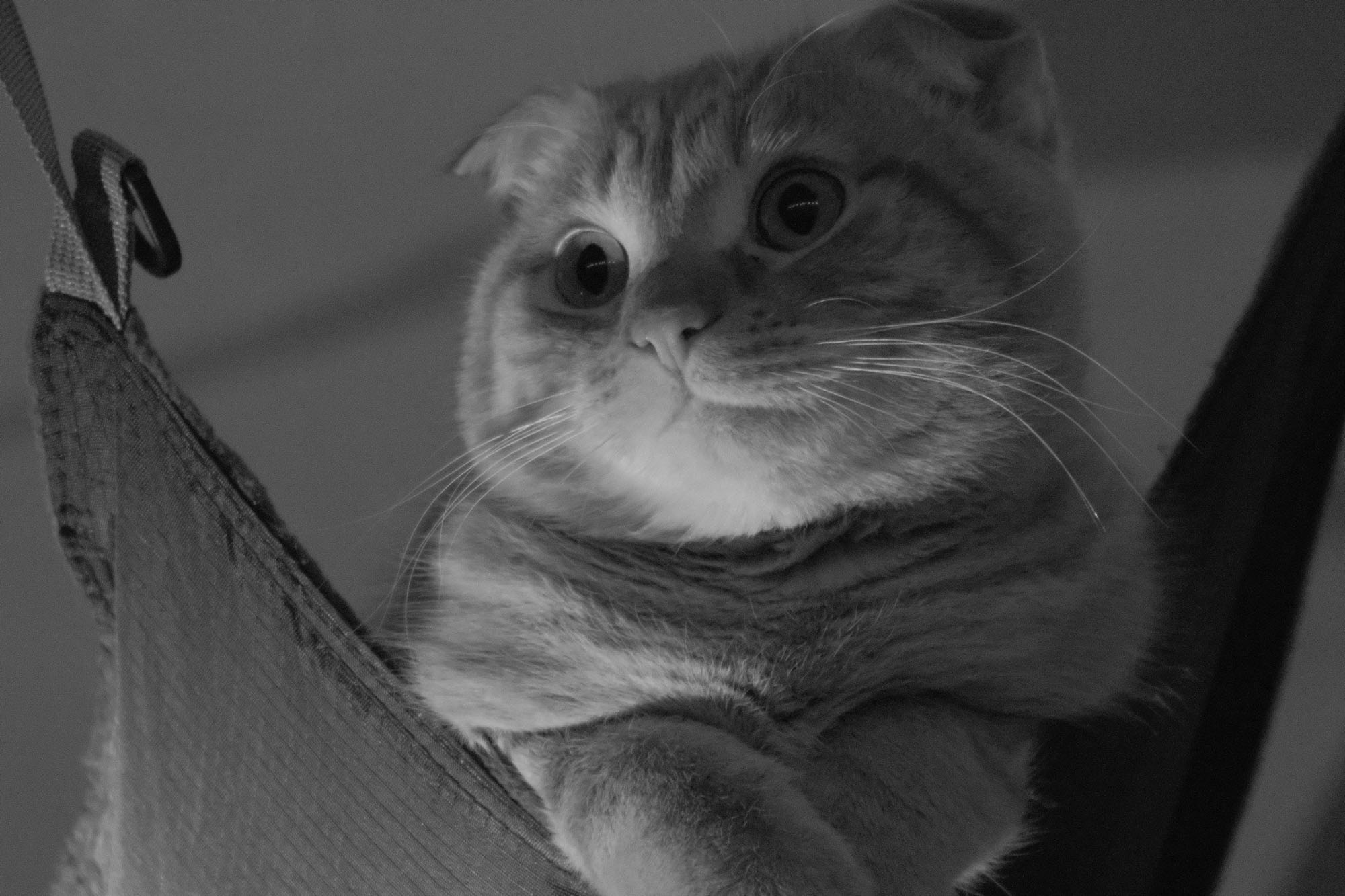 Kit Canon EF Lens on the Fuji X-T4